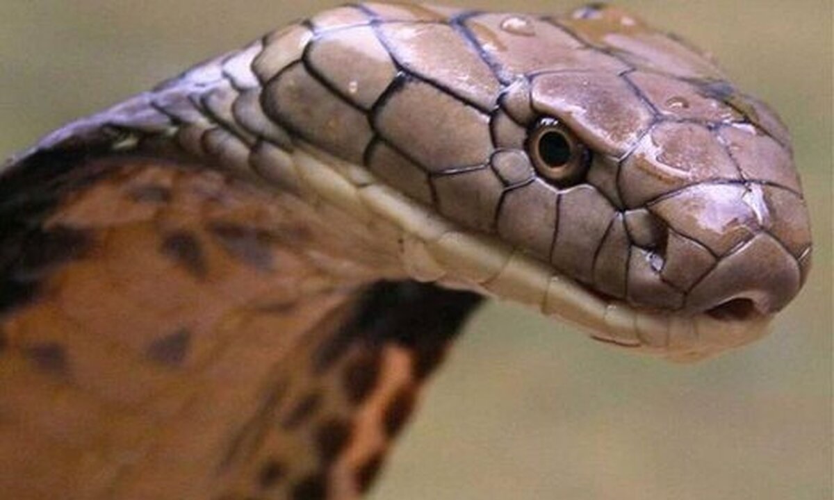 فیلم| وحشتناک از مار آدم‌خوار غول‌پیکر!