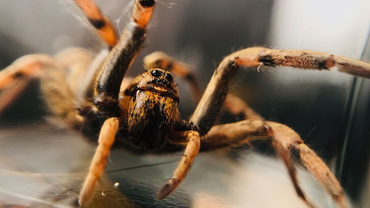 فیلم| لحظه عجیب ماهیگیری یک عنکبوت!