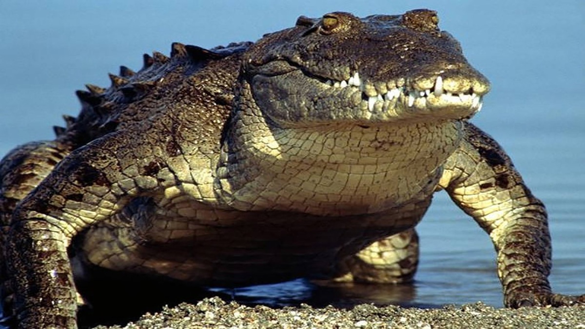 فیلم| غافلگیر شدن صیادان پس از بیرون آمدن ناگهانی تمساح از آب