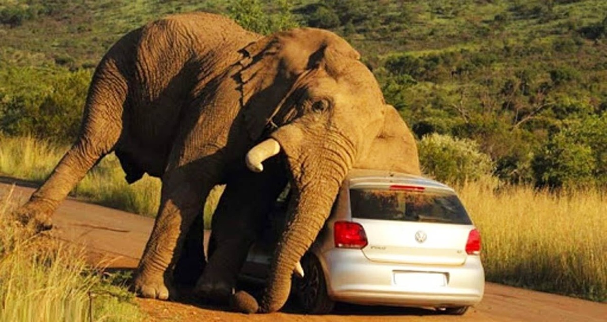 فیلم| حمله ترسناک فیل عصبانی به یک خودرو