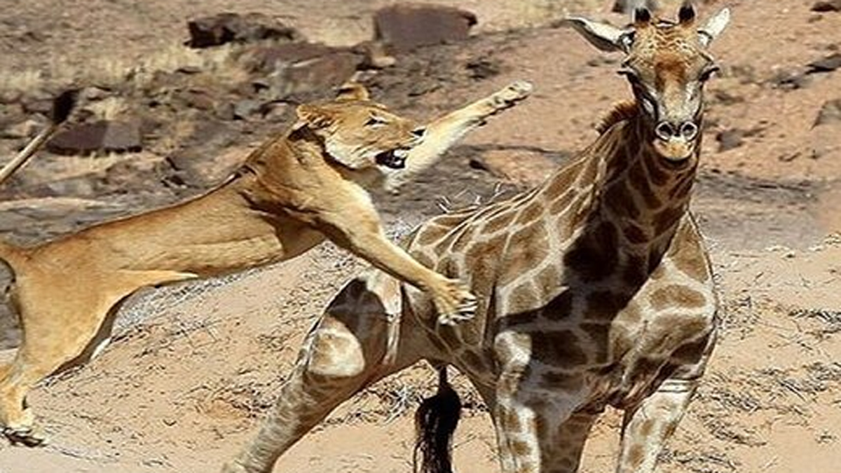 فیلم| حمله دیدنی شیر به زرافه
