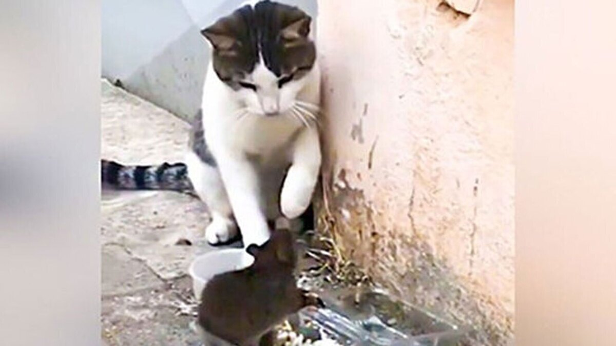 فیلم| حمله ناباورانه موش به گربه