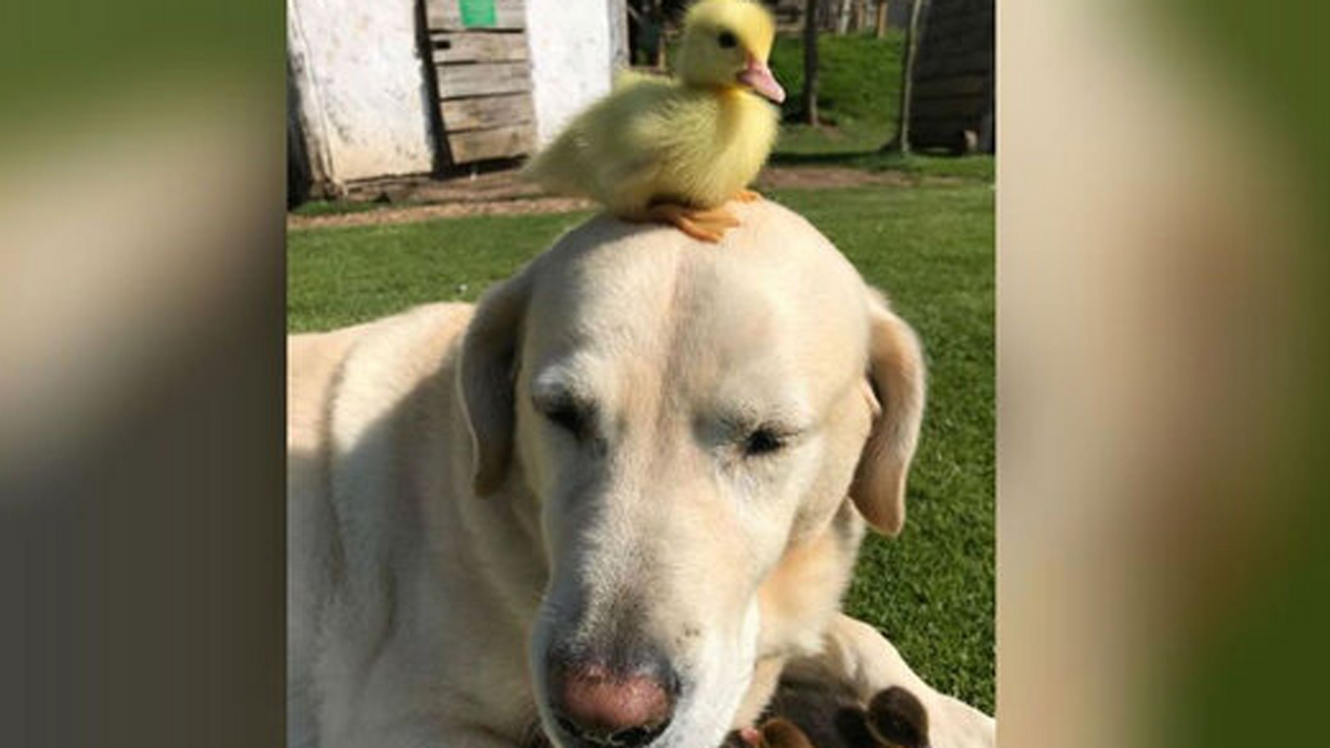 فیلم‌| دوستی جالب یک سگ با اردک