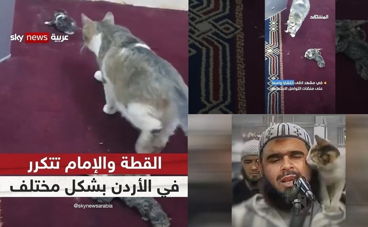 فیلم| ادامه داستان امام جماعت و گربه؛ این بار زایمان یک گربه در منبر مسجد