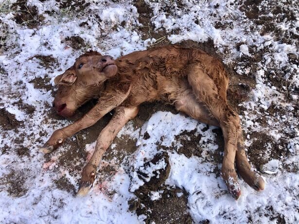 تولد عجیب گوساله دوسر/ عکس تولد عجیب گوساله دوسر/ عکس