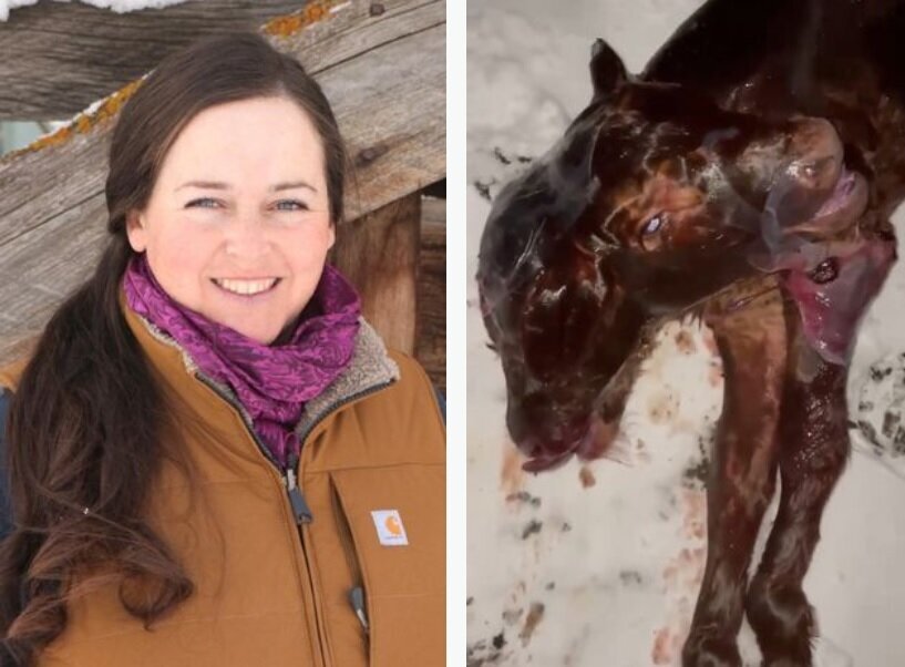 تولد عجیب گوساله دوسر/ عکس تولد عجیب گوساله دوسر/ عکس