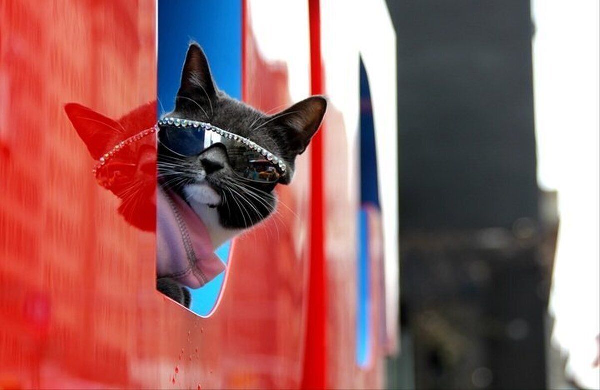 ویدیویی پربازدید از یک گربه استثنایی با عینک آفتابی!