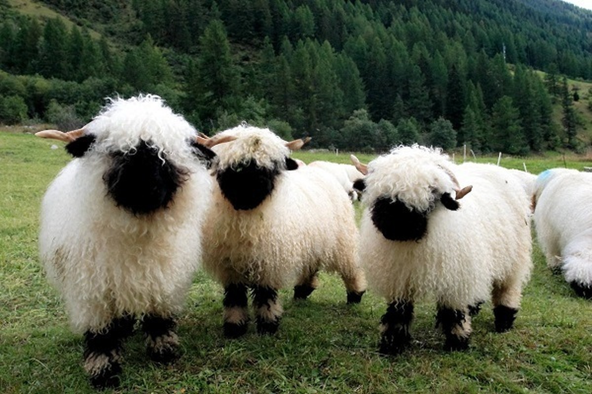 فیلم| گوسفند پرطرفدار در سوئیس