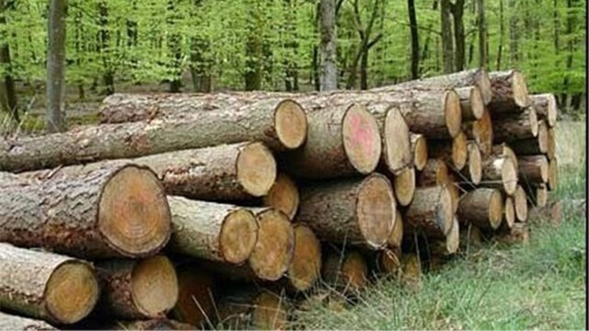 دستگیری ۴ سارق چوب درختان حین سرقت در شوش