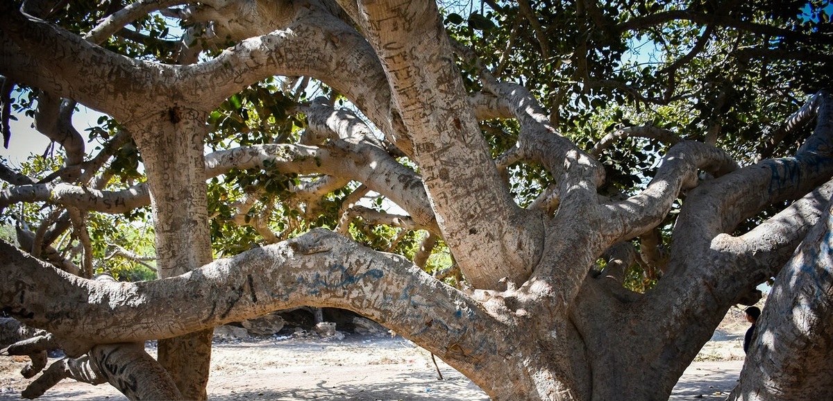 تصاویر| یادگاری روی درختی با قدمت هزار سال