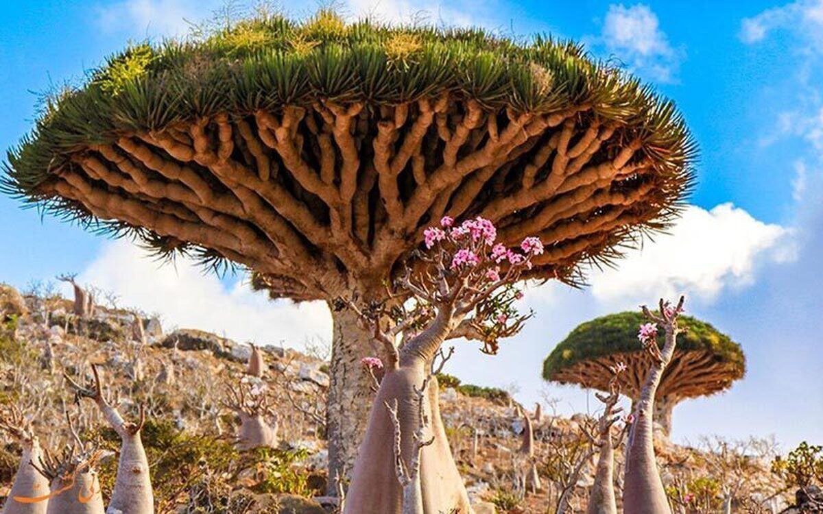 تصاویری از درختان اعجاب انگیز جزیره سقطرا در یمن