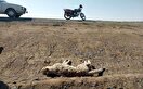 تلف شدن ۱۰ یوز توران تنها طی یکسال