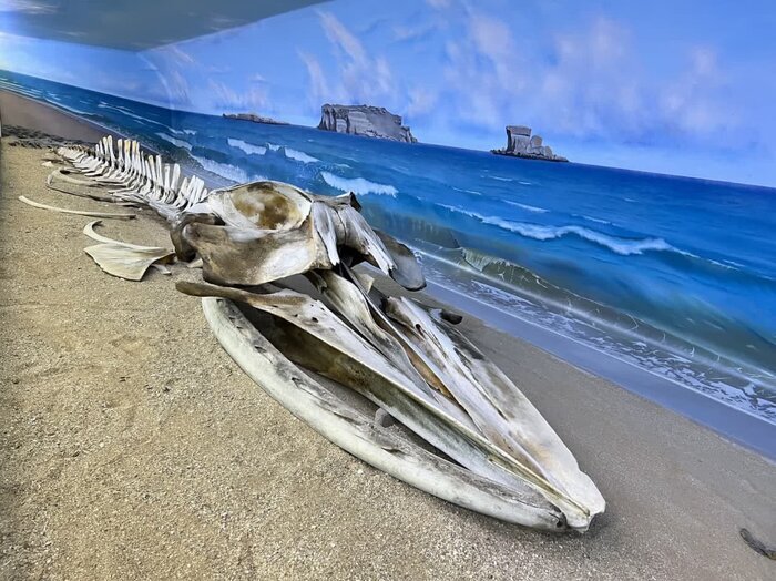 عکس| نمایش کوچکترین پستانداران جهان در موزه ژئوپارک قشم