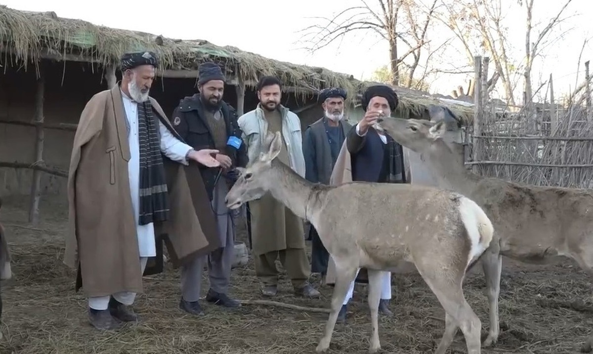 فیلم| مزرعه پرورش گوزن در افغانستان