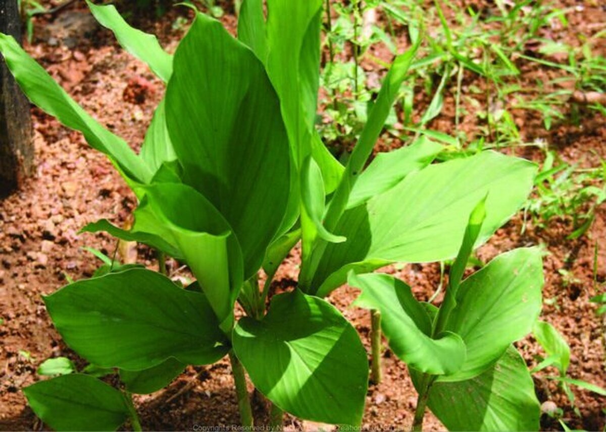 خواص درمانی و شفابخش گیاه زردچوبه