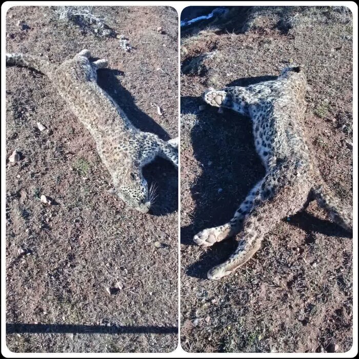 کشف لاشه یک قلاده پلنگ در نوشهر +عکس کشف لاشه یک قلاده پلنگ در نوشهر +عکس