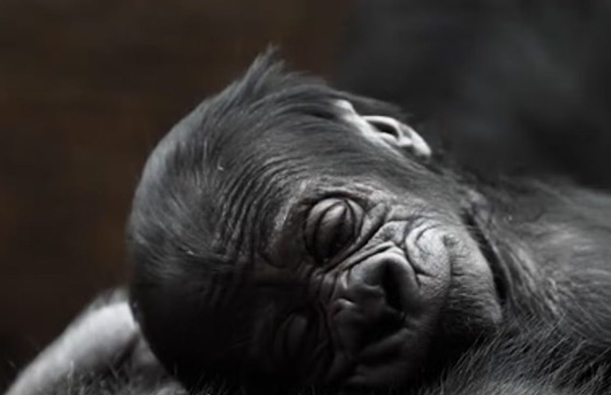 فیلم| تولد یک نوزاد گوریل در معرض انقراض در باغ وحش پراگ