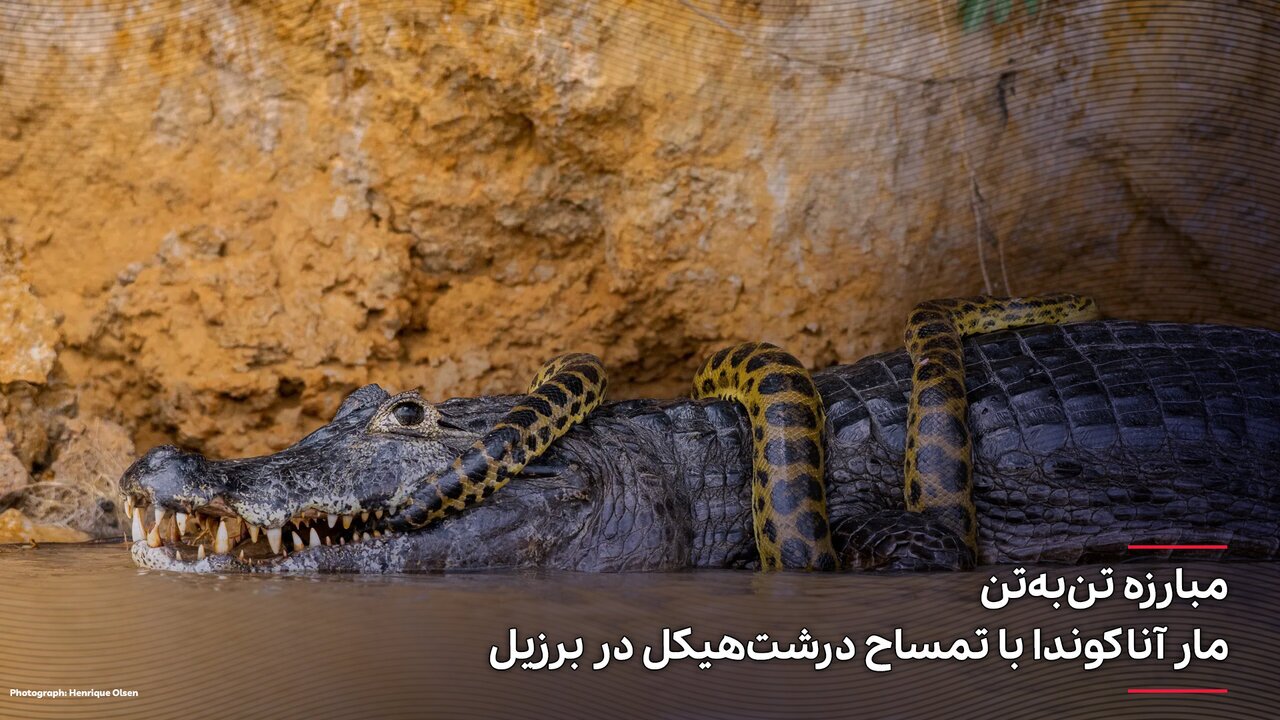 عکس| مبارزه تن‌به‌تن یک مار آناکوندا با تمساح درشت‌هیکل