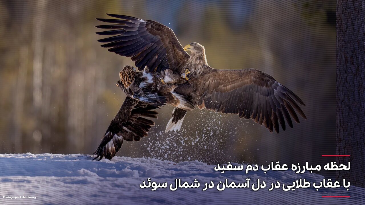 عکس| لحظه مبارزه عقاب دم سفید با عقاب طلایی در دل آسمان در شمال سوئد