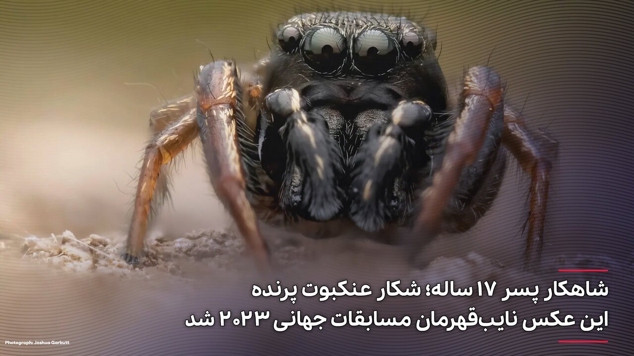 عکس| شکار عنکبوتی با ۴ چشم درشت! عکس| شکار عنکبوتی با ۴ چشم درشت!