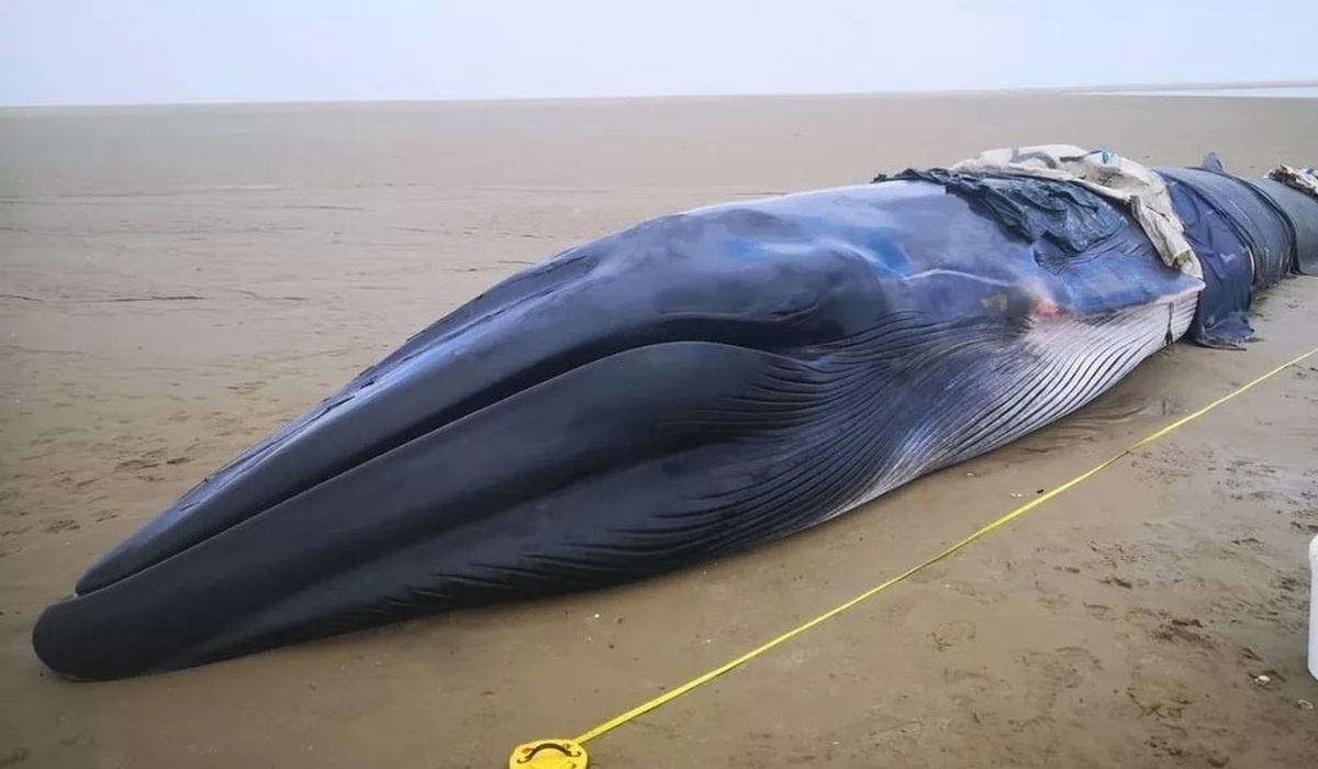 فیلم| نهنگ باله به گل نشسته در سواحل استرالیا کشته شد!