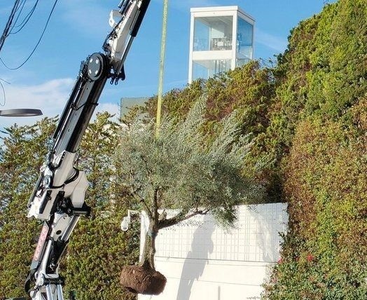 عکس| شکیرا درخت زیتونش را از ریشه کند و به میامی برد! عکس| شکیرا درخت زیتونش را از ریشه کند و به میامی برد!