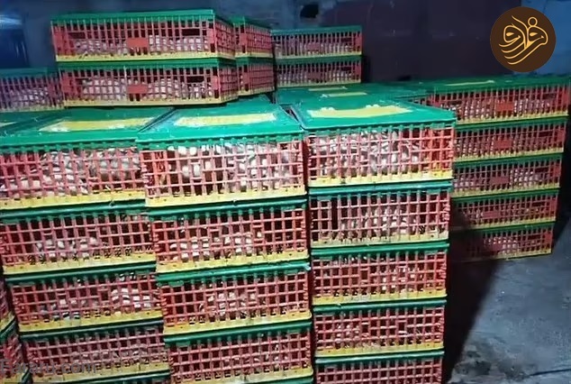 عکس/ عروس خانم در روز عروسی دستگیر شد عکس/ عروس خانم در روز عروسی دستگیر شد