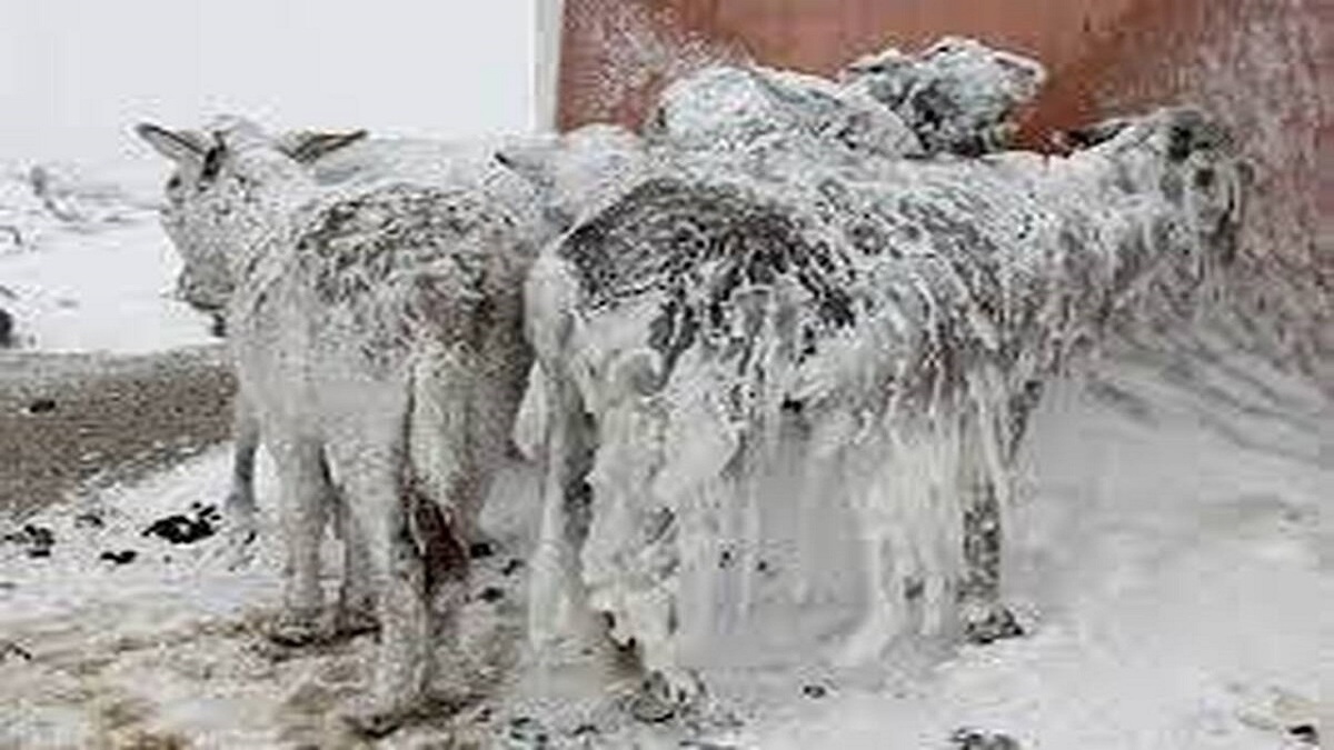 فیلم| یخ زدن حیوانات در سرمای منفی ۵۲ درجه شمال نروژ