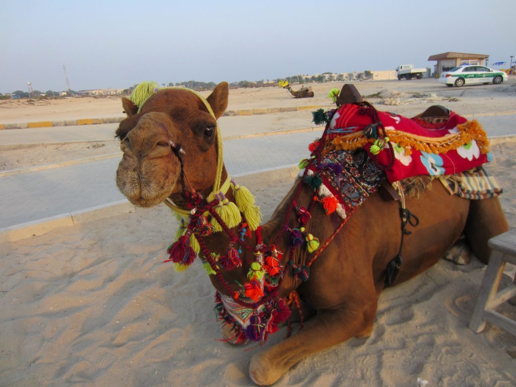 معرفی امکانات مجموعه پارس سافاری کیش