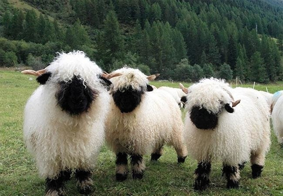 عکس| رژه دیدنی گله گوسفندان در ترکیه