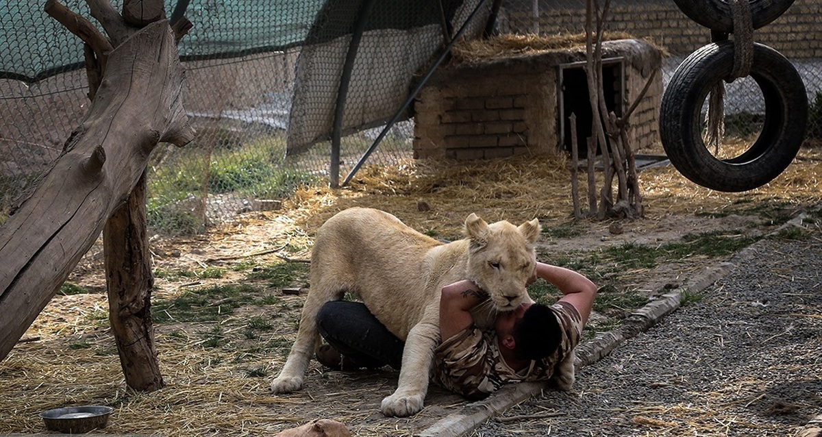 تصاویر| سانا، توله «شیر سفید آفریقایی»