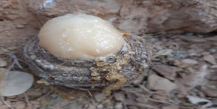 عکس| طلای ناب نهفته در آلپ ایران را ببینید