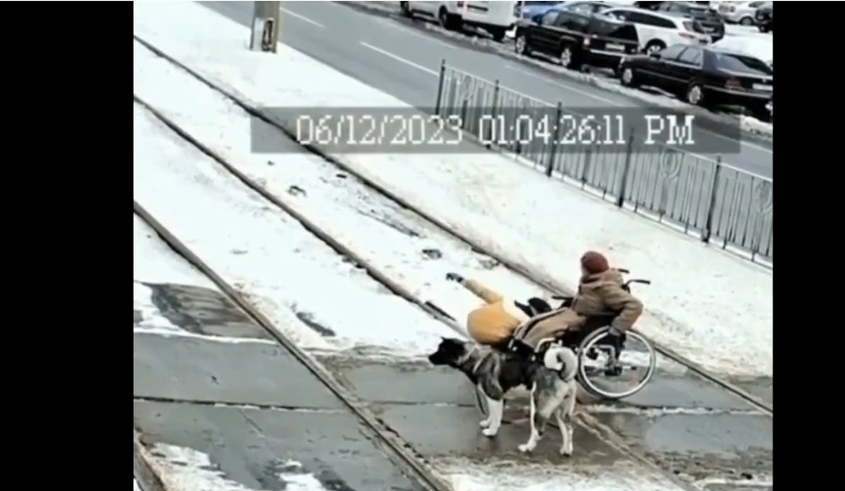 فیلم| کمک یک سگ به زن ویلچرنشین
