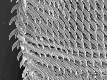 عکس| تعداد دندانهای این حیوان ۳۷ برابر انسان است! عکس| تعداد دندانهای این حیوان ۳۷ برابر انسان است!