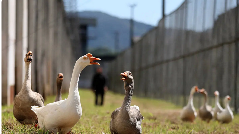 عکس| از این غازها به‌جای زندان‌بان استفاده می‌کنند!