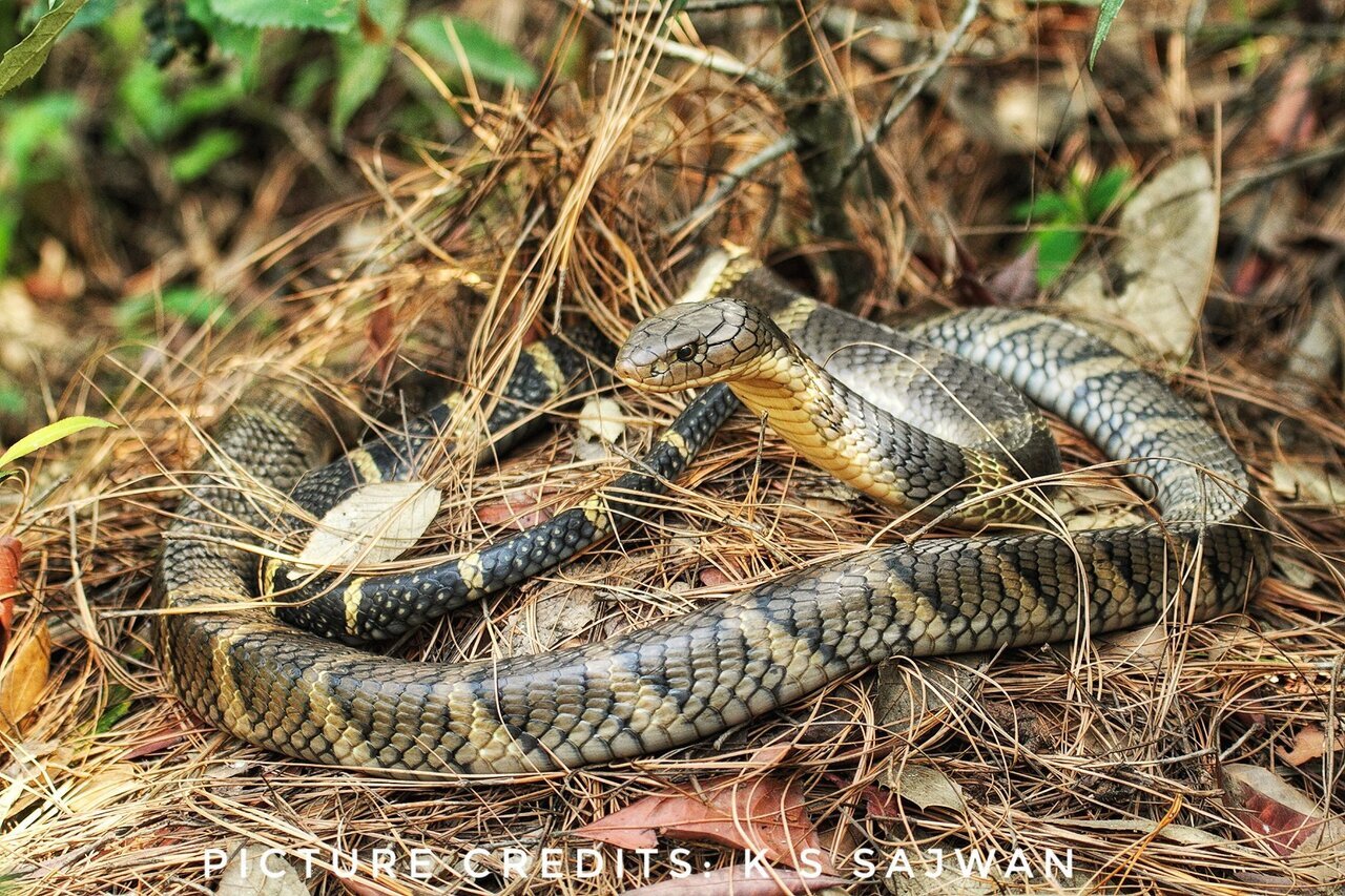 عکس| تنها ماری که برای تخم هایش لانه می‌سازد