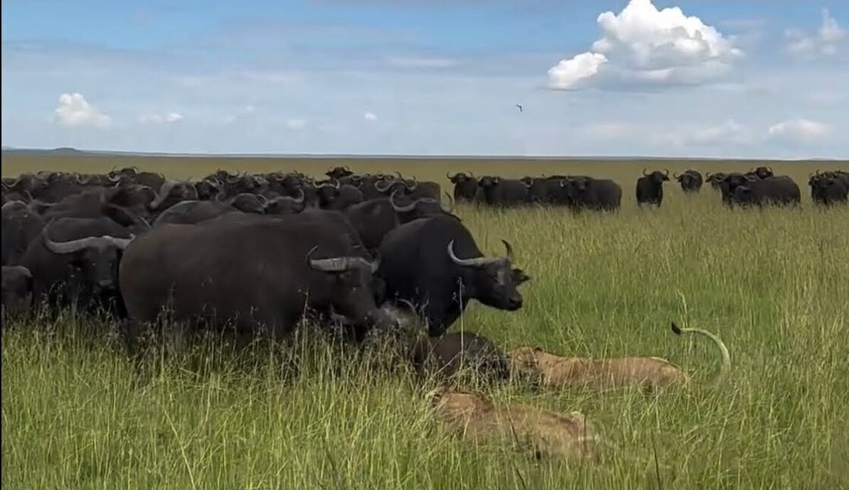 فیلم| بوفالوها یک گوساله را از دست شیرها نجات دادند