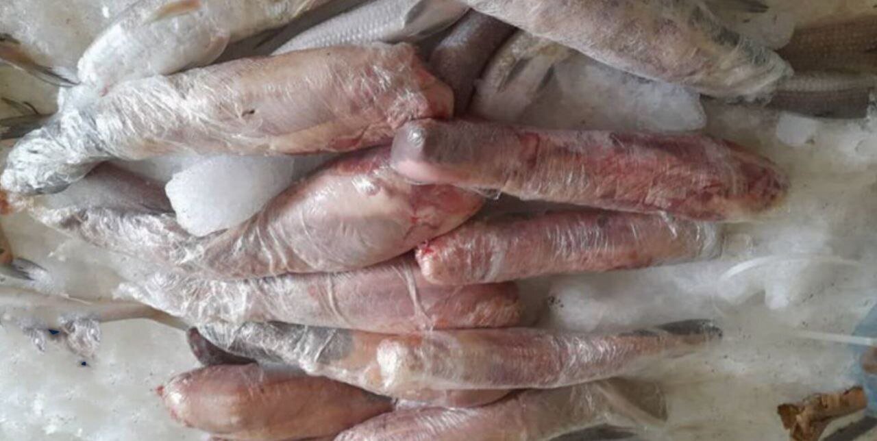 عکس| کشف ۵ تن زبان یک حیوان ناشناس در ایران! عکس| کشف ۵ تن زبان یک حیوان ناشناس در ایران!