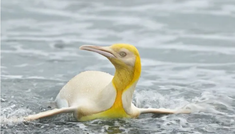 عکس| عجیب اما واقعی؛ این پنگوئن زرد است!