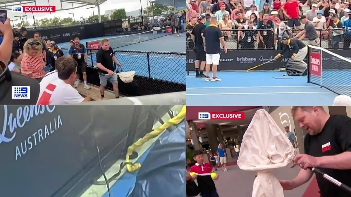 فیلم| ورود مار سمی به مسابقات بین المللی تنیس بریزبن