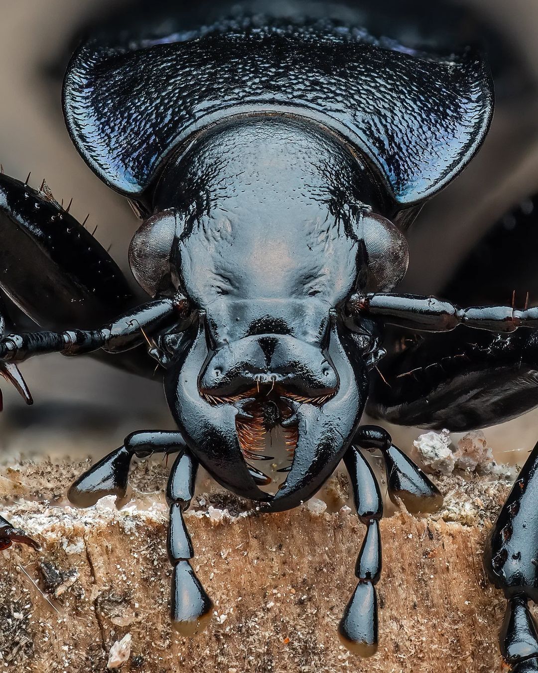 عکس| سوسک زمینی بنفش دیده اید؟! عکس| سوسک زمینی بنفش دیده اید؟!