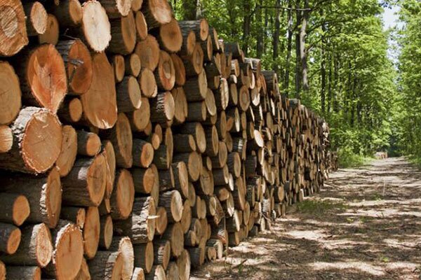 ۴ باند سازمان یافته قاچاق چوب در مازندران متلاشی شد