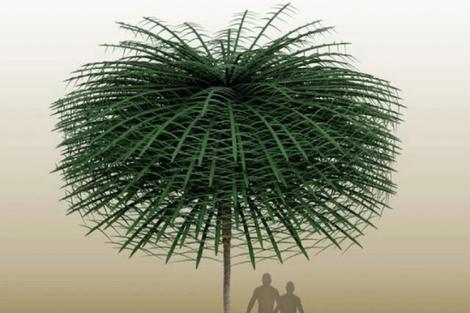 عکس| درختان باستان این شکلی بودند عکس| درختان باستان این شکلی بودند