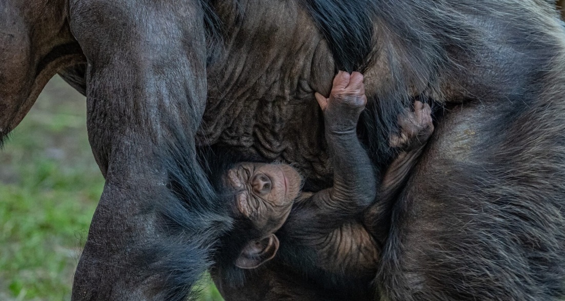 باغ وحش چستر تولد یک بچه شامپانزه نادر را جشن گرفت. نوزاد پس از یک...