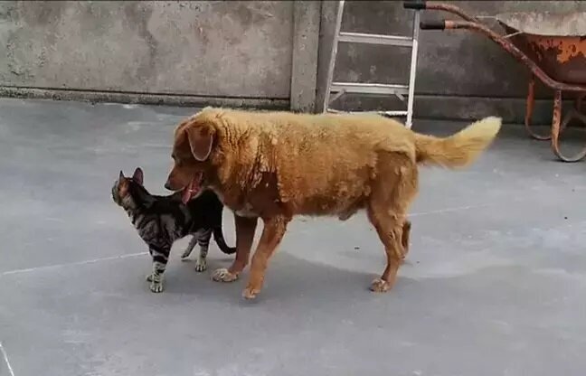 عکس| پیرترین سگ جهان مرد