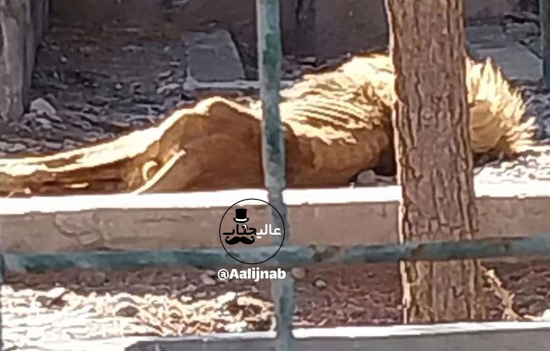 عکس| تصویر تکاندهنده از باغوحش مشهد که وایرال شد عکس| تصویر تکاندهنده از باغوحش مشهد که وایرال شد