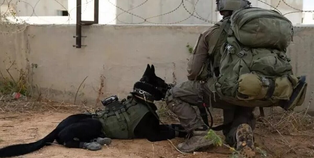 حمله سگ‌های ولگرد، غافلگیری جدید ارتش اسرائیل در غزه