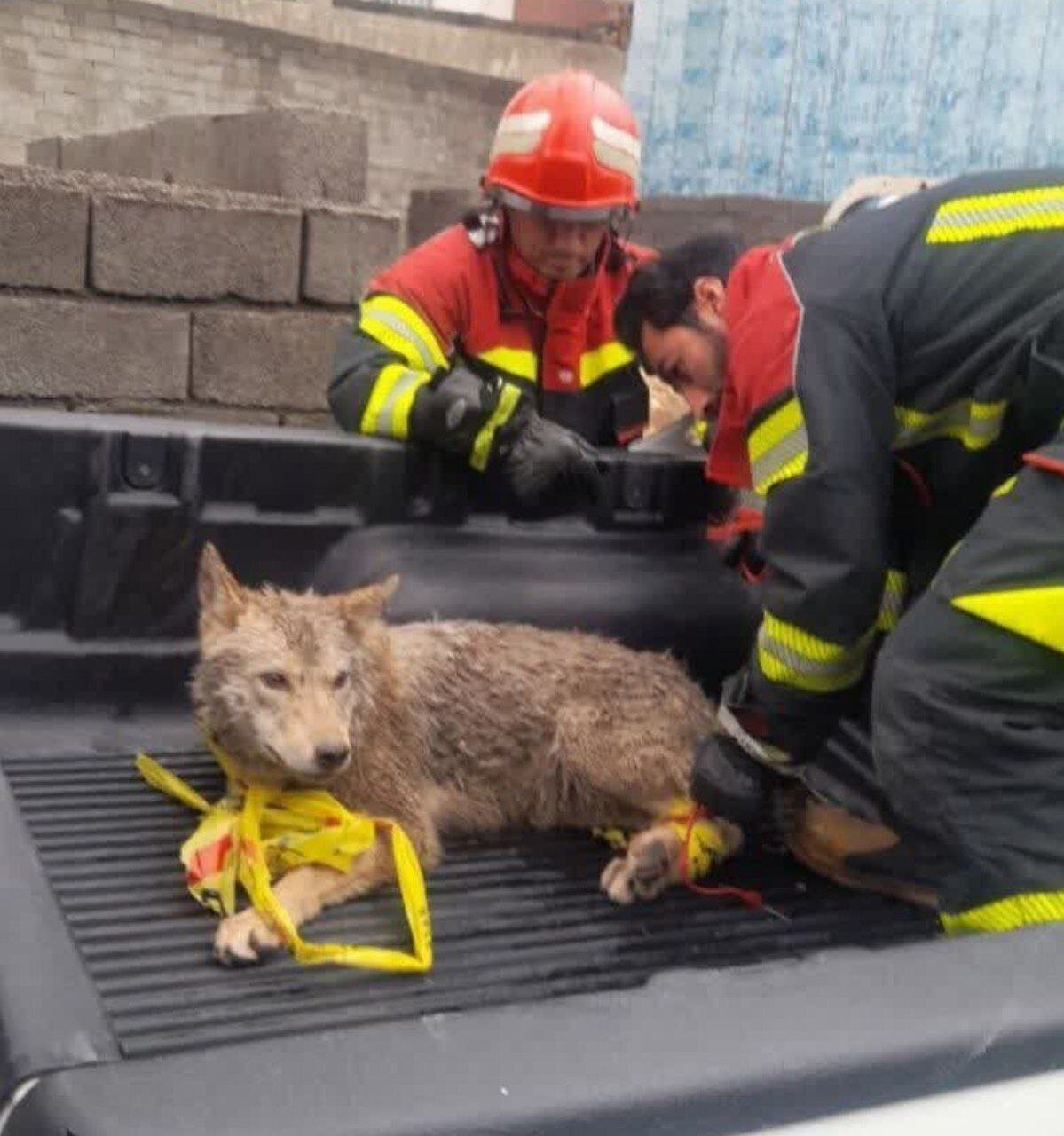 عکس| زنده‌گیری گرگ سرگردان در شهر ایلام