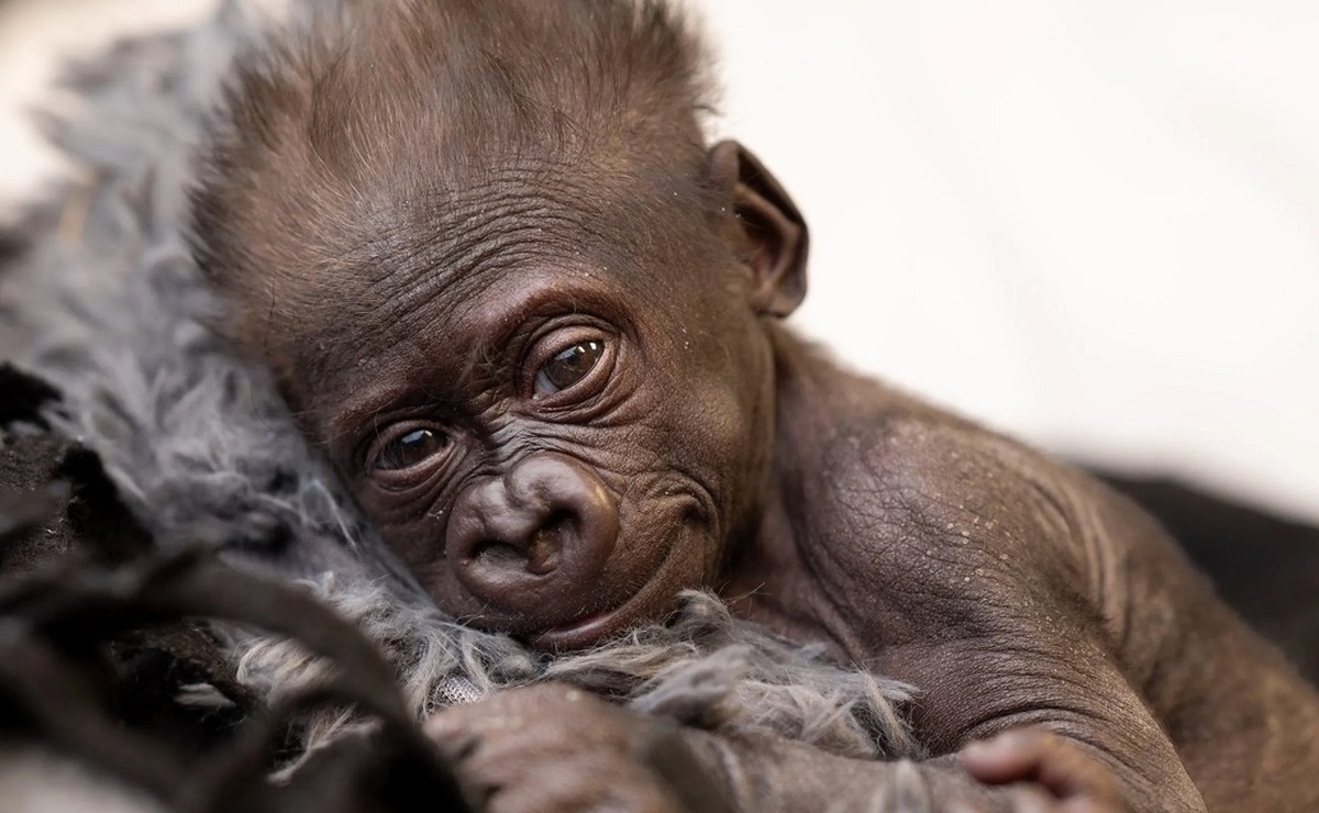 فیلم| نوزاد گوریل با سزارین در باغ وحش متولد شد