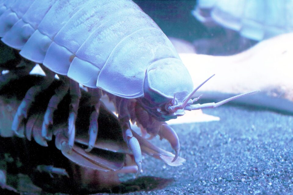 عکس| یک موجود دریایی جدید کشف شد! عکس| یک موجود دریایی جدید کشف شد!